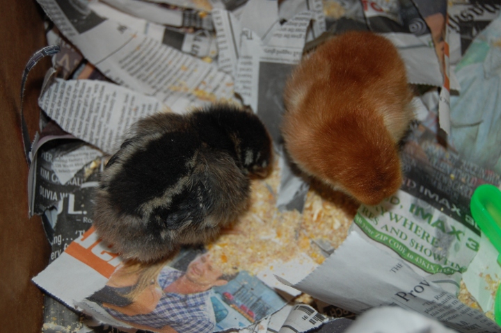 joy lanzendorfer baby chicks