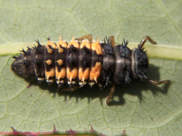 savvyhousekeeping good insects predatory bugs beneficial garden ladybug larva larvae attracts yard