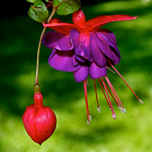 savvyhousekeeping flowers that attract hummingbird propogate fuschia