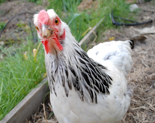 joy lanzendorfer chickens