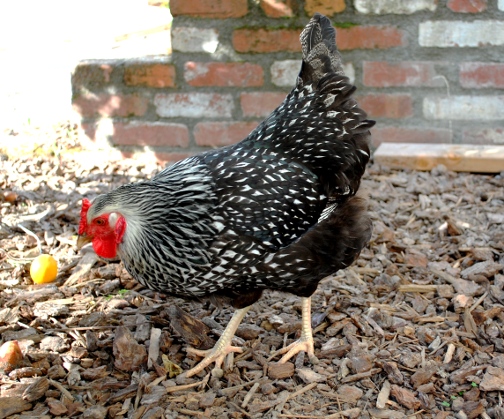 joy lanzendorfer chickens