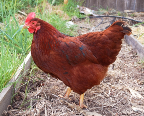 joy lanzendorfer chickens