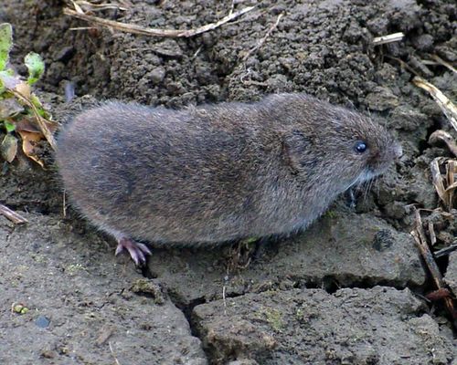 Savvy Housekeeping » How To Remove Voles From Your Garden