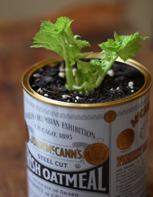 Savvy Housekeeping » Growing Celery From The Grocery Store