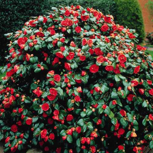 Savvy Housekeeping » Four Flowering Shrubs