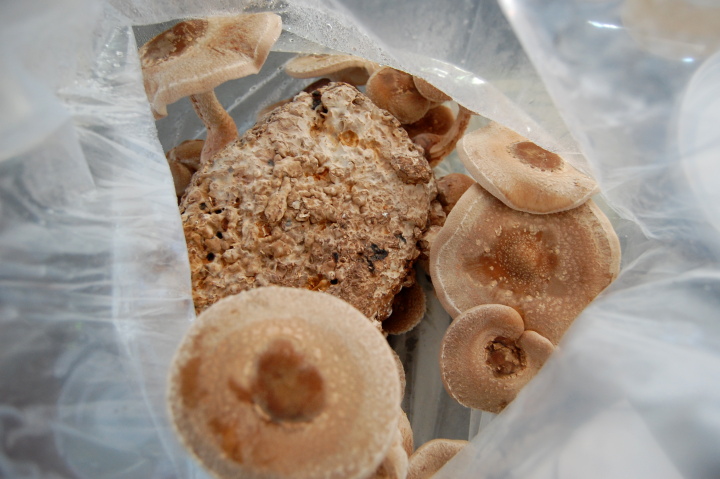 growing mushrooms savvyhousekeeping