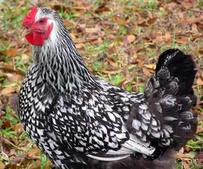 savvyhousekeeping silver laced owning chickens