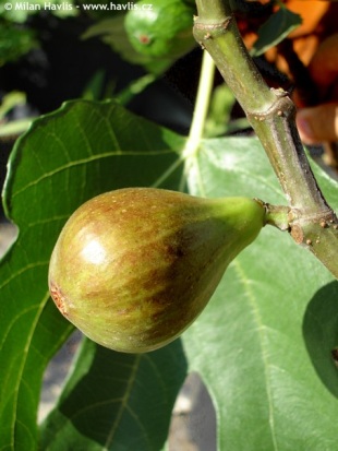 savvyhousekeeping planting vegetable garden fig tree