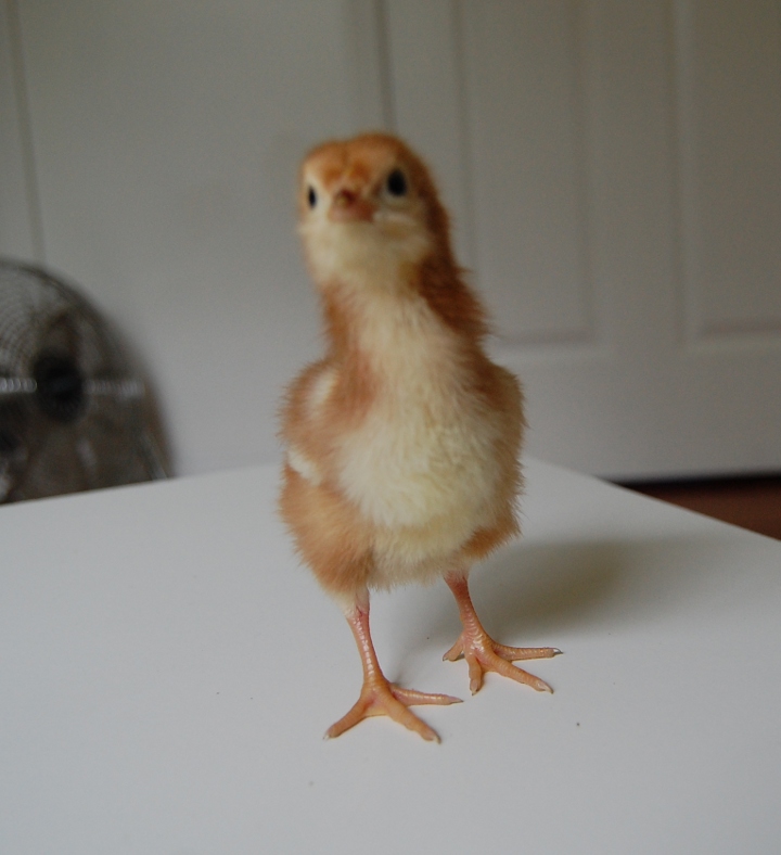 savvyhousekeeping lucy baby chick