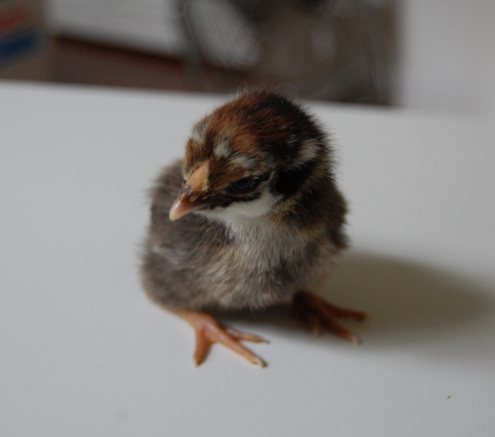 savvyhousekeeping penny baby chick