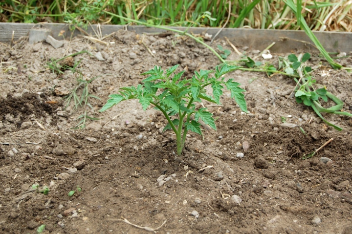 savvyhouskeeping how to plant a tomato plant