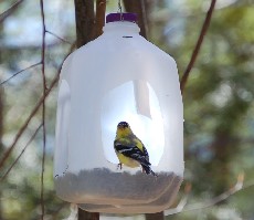 savvyhousekeeping 10 ways to recycle a milk jug bird feeder