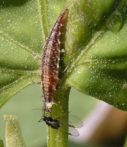 Chrysoperla carnea larva02
