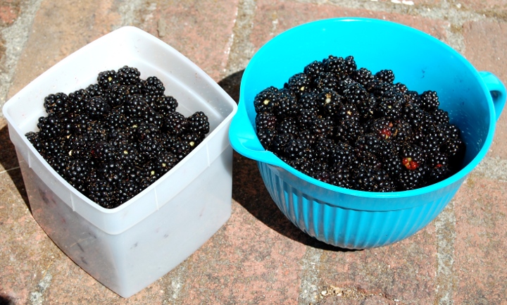 savvyhousekeeping blackberry picking foraging urban blackberry pie recipe