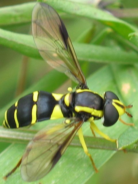 savvyhousekeeping good insects predatory bugs beneficial garden hoverfly attracts yard