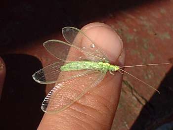 savvyhousekeeping good insects predatory bugs beneficial garden lacewing attracts yard
