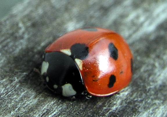 savvyhousekeeping good insects predatory bugs beneficial garden ladybug attracts yard