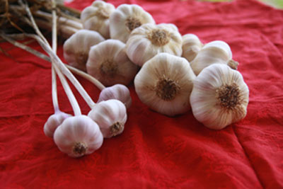 savvyhousekeeping garlic bulbs fall versus spring when to plant