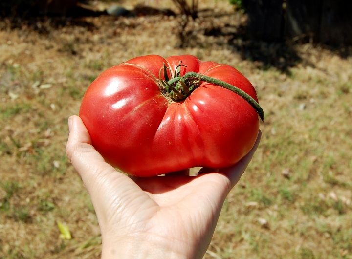 savvyhousekeeping how to freeze tomatoes