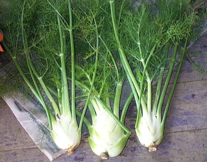 savvyhousekeeping my 2011 vegetable garden planning what to plant spring