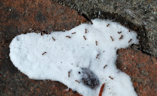 Savvy Housekeeping How To Get Rid Of Outdoor Ants