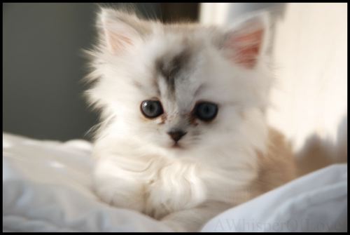 Cutest Kitten Ever
