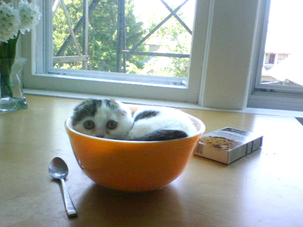 kitten in a bowl