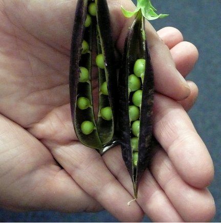 bluepodpeas