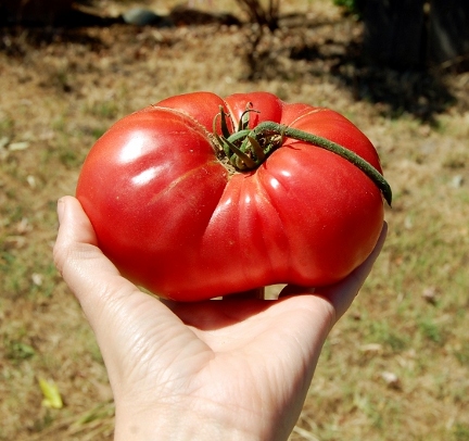 tomato