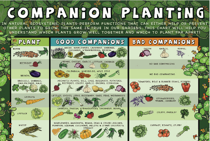 Vegetable Companion Chart