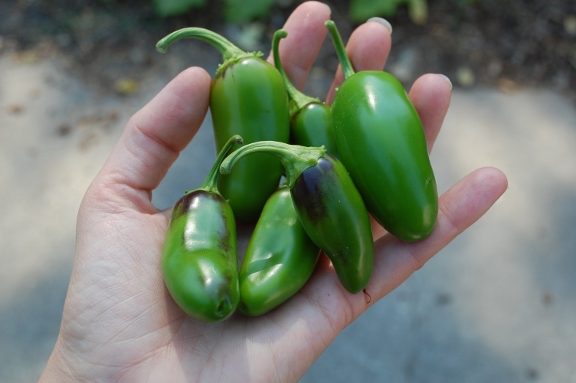 peppers4