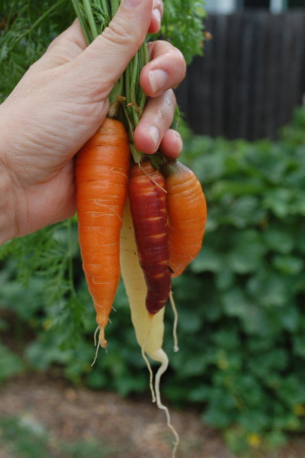 savvyhousekeeping lessons learned 2013 vegetable garden colored carrots