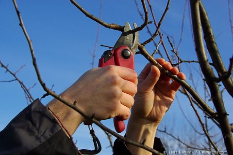 Pruning FruitTreePruning