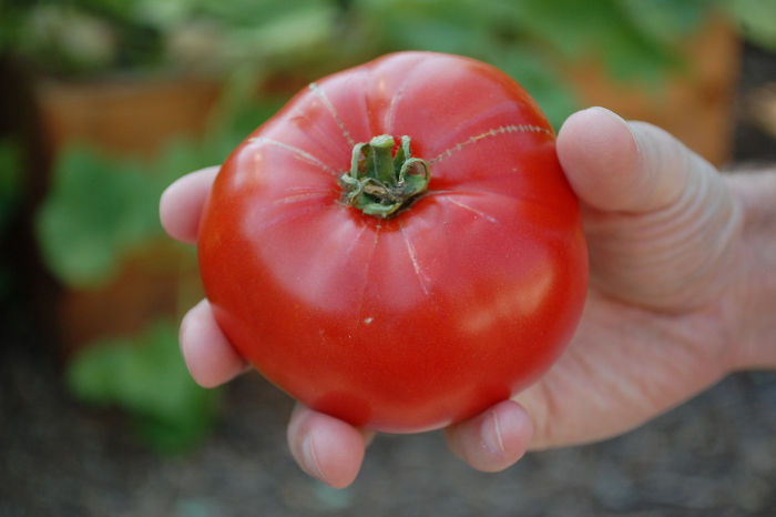 savvyhousekeeping how to plant a tomato