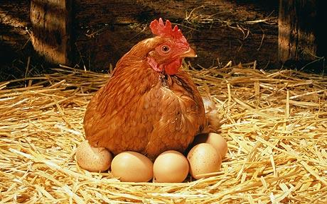 Red Hen with eggs
