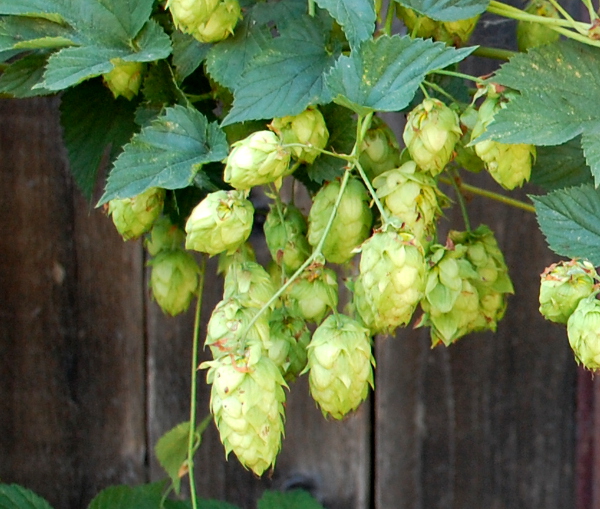 hops2