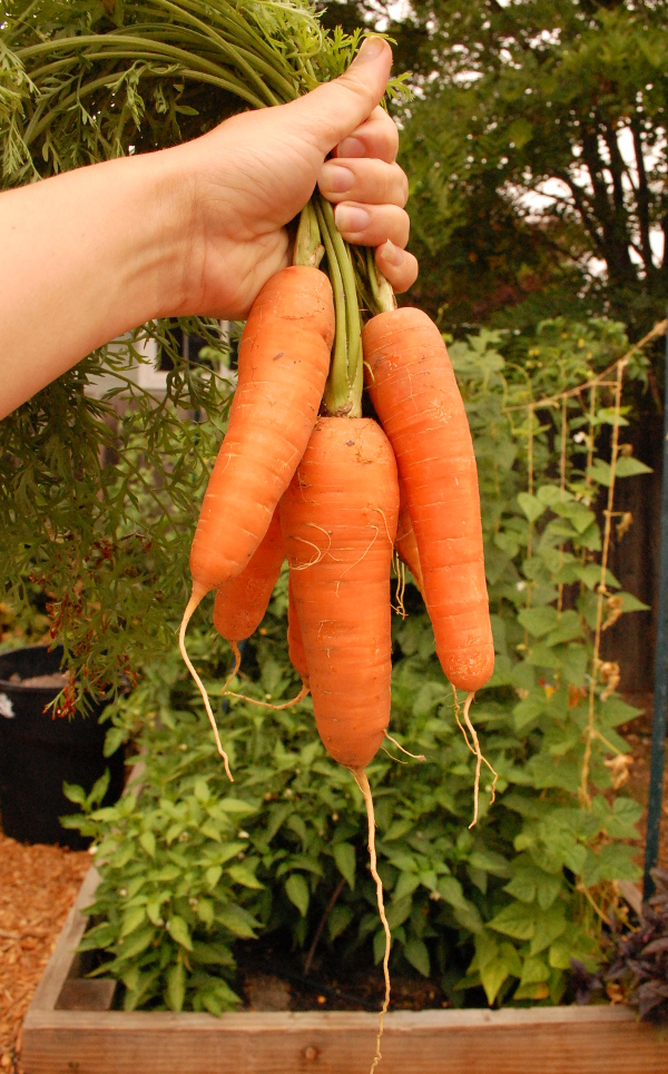 carrots