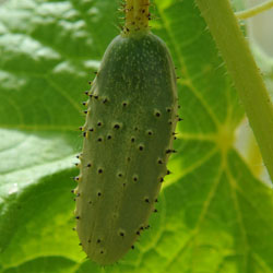 sq cucumber gherkin national 002