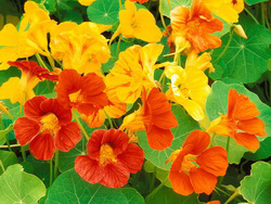 nasturtium-flowers